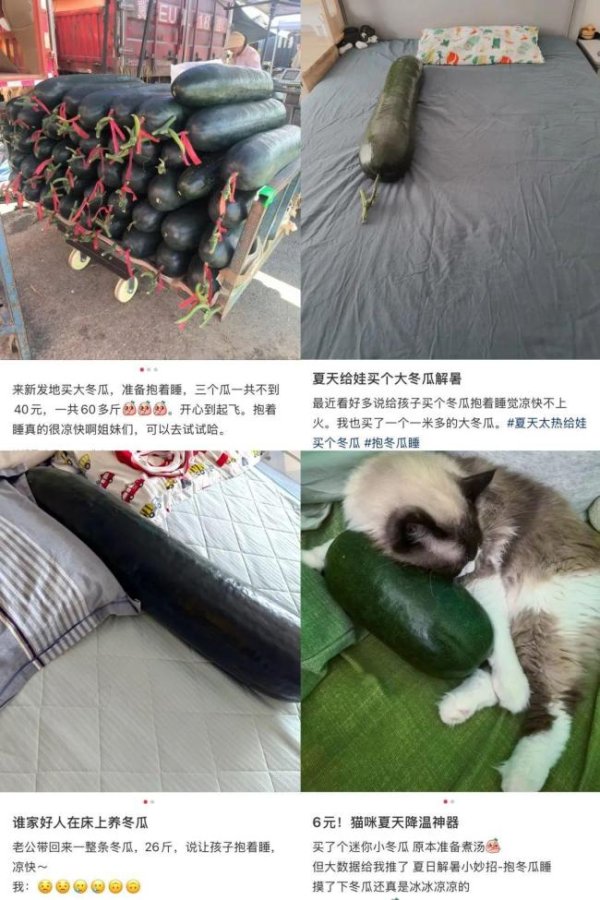 中金辰大 医生提醒避免腹部直接接触冬瓜 抱瓜降温需谨慎