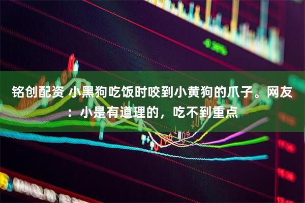 铭创配资 小黑狗吃饭时咬到小黄狗的爪子。网友：小是有道理的，吃不到重点